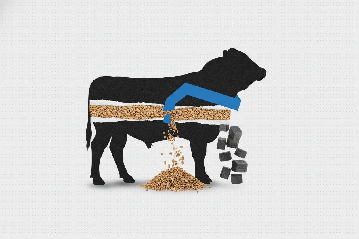 Cattle futures bounce as traders cover shorts and grain costs ease