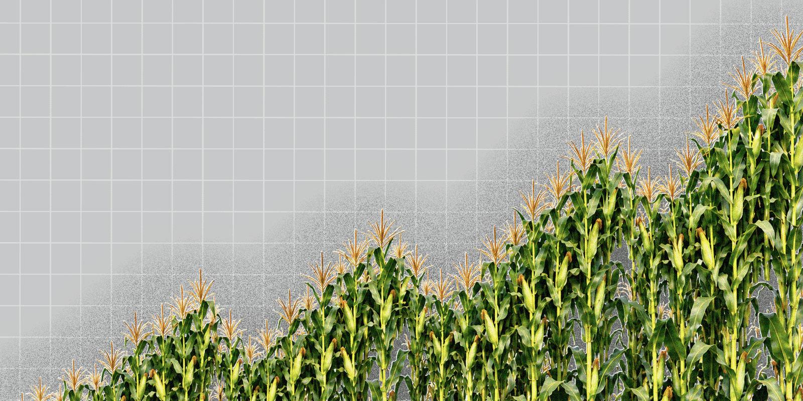 Crop prices jump 13% in a quarter, signaling costlier groceries ahead